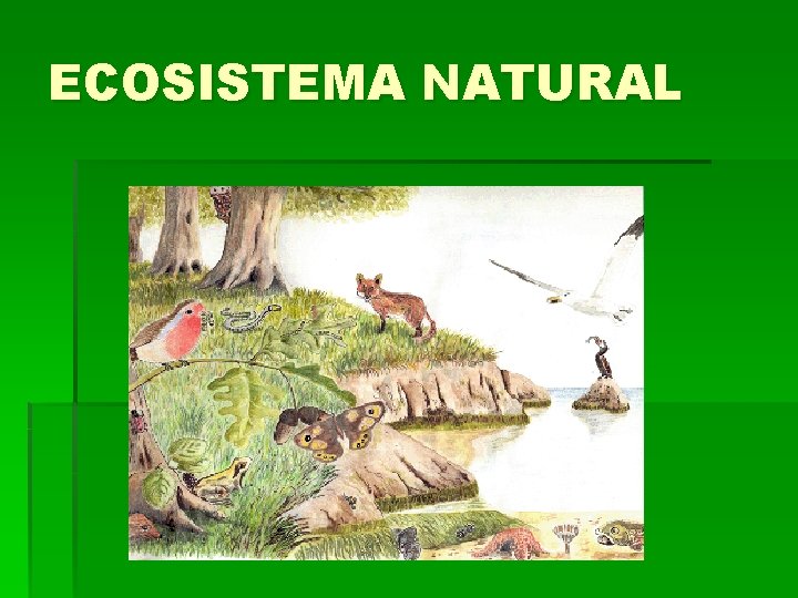 ECOSISTEMA NATURAL 