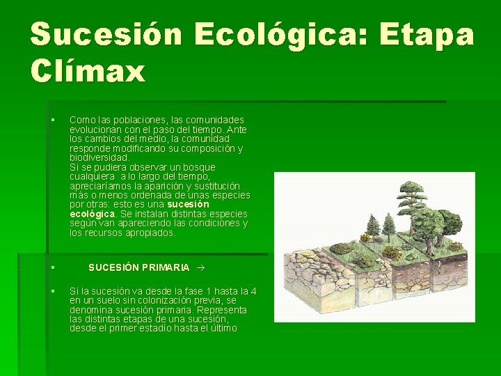 Sucesión Ecológica: Etapa Clímax § § § Como las poblaciones, las comunidades evolucionan con