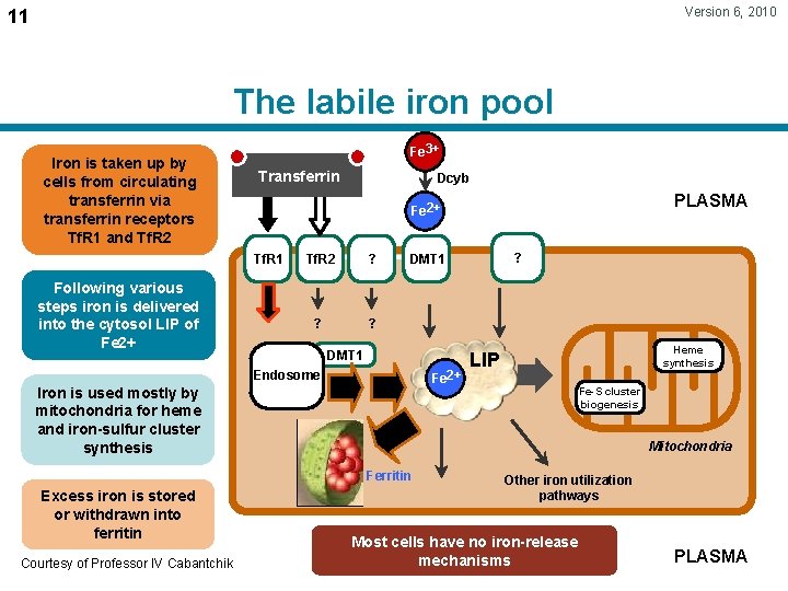 Version 6, 2010 11 The labile iron pool Iron is taken up by cells