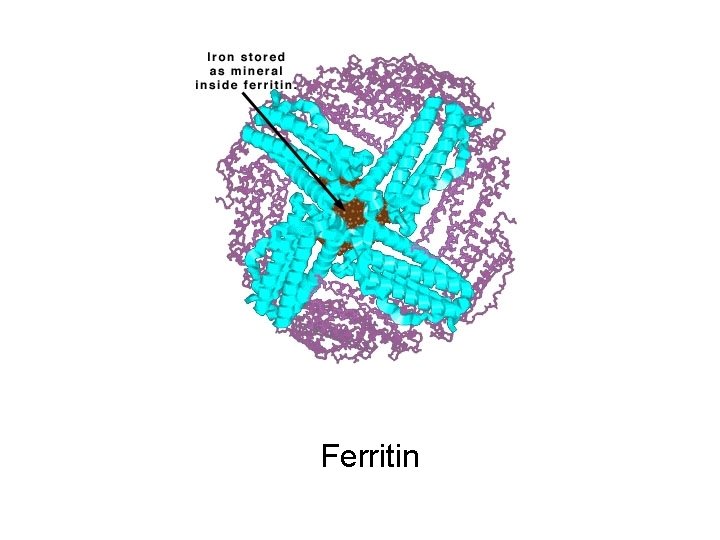 Ferritin 