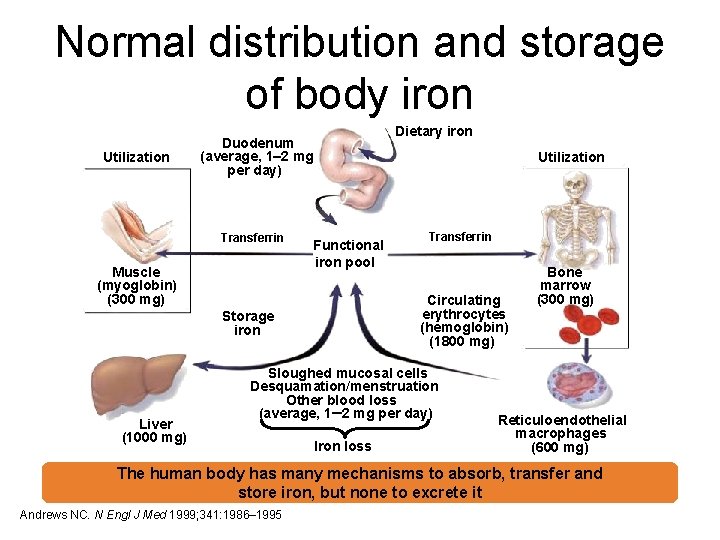 Normal distribution and storage of body iron Utilization Duodenum (average, 1– 2 mg per