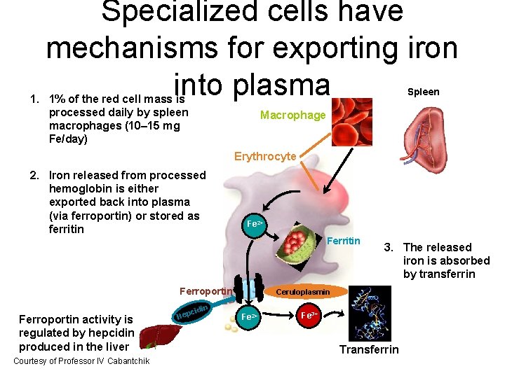 Specialized cells have mechanisms for exporting iron into plasma Spleen 1. 1% of the