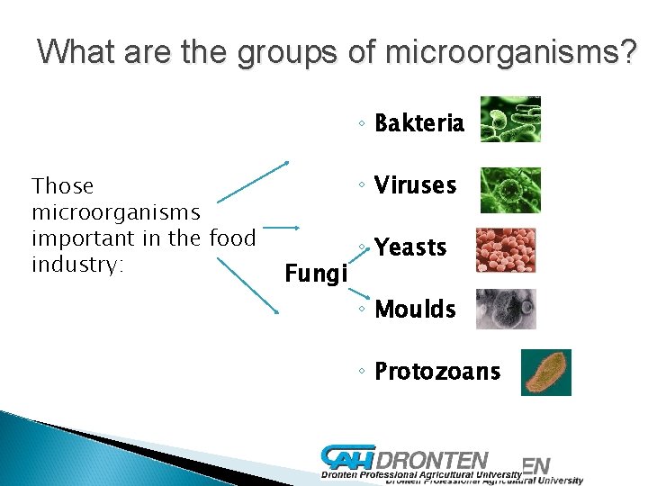 What are the groups of microorganisms? ◦ Bakteria Those microorganisms important in the food