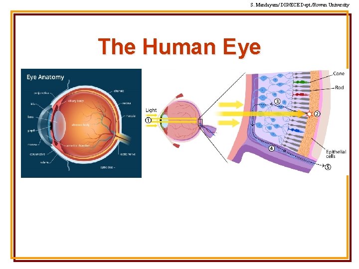 S. Mandayam/ DIP/ECE Dept. /Rowan University The Human Eye S. Mandayam/ DIP/ECE Dept. /Rowan University The Human Eye