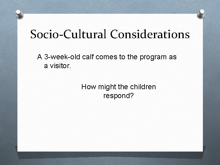 Socio-Cultural Considerations A 3 -week-old calf comes to the program as a visitor. How