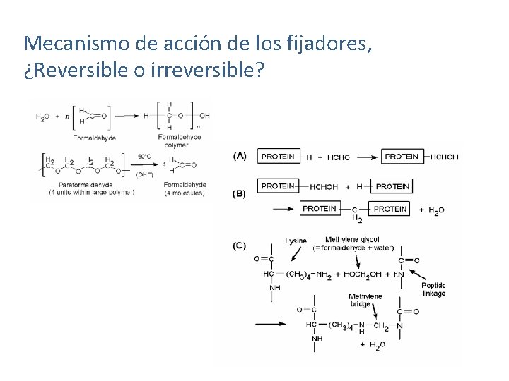 Mecanismo de acción de los fijadores, ¿Reversible o irreversible? 