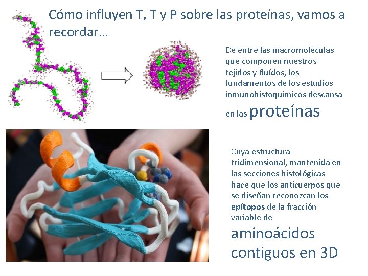 Cómo influyen T, T y P sobre las proteínas, vamos a recordar… De entre