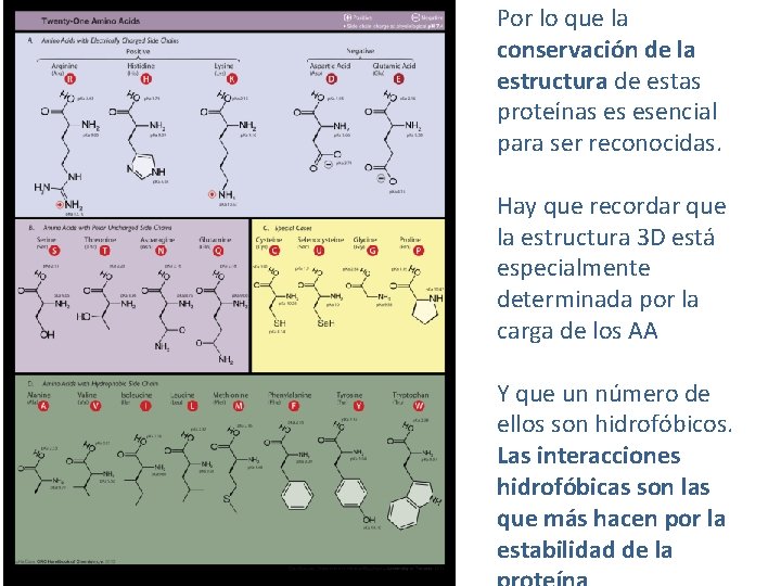 Por lo que la conservación de la estructura de estas proteínas es esencial para