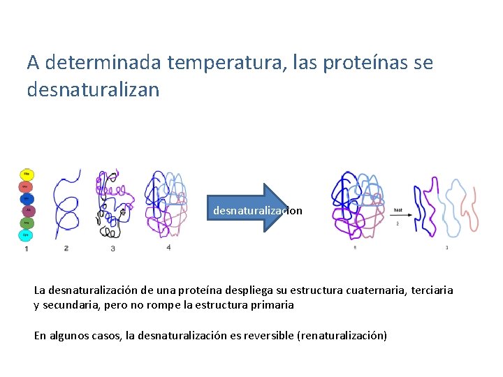 A determinada temperatura, las proteínas se desnaturalizan desnaturalizacion La desnaturalización de una proteína despliega