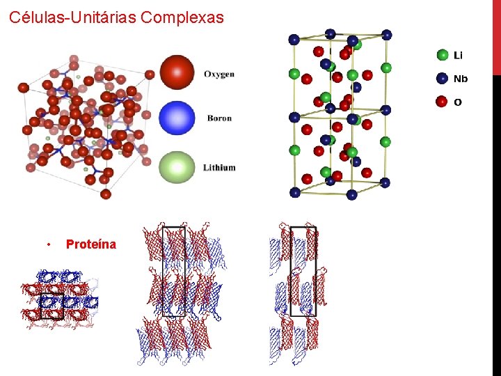 Células-Unitárias Complexas • Proteína 