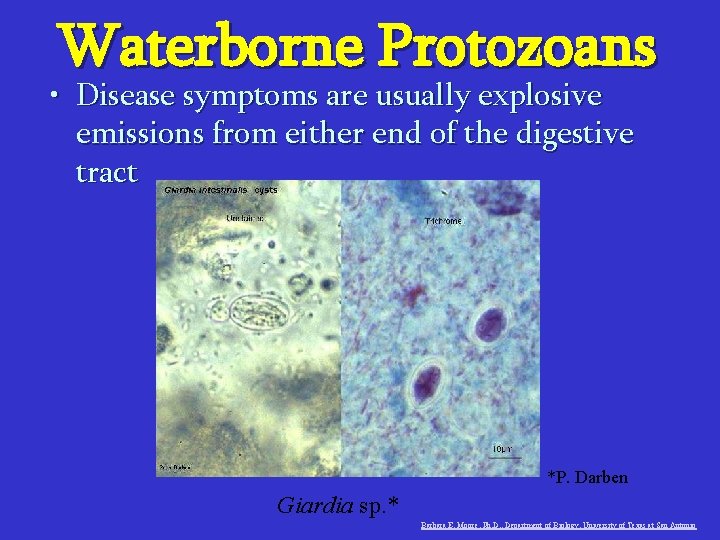 Waterborne Protozoans • Disease symptoms are usually explosive emissions from either end of the