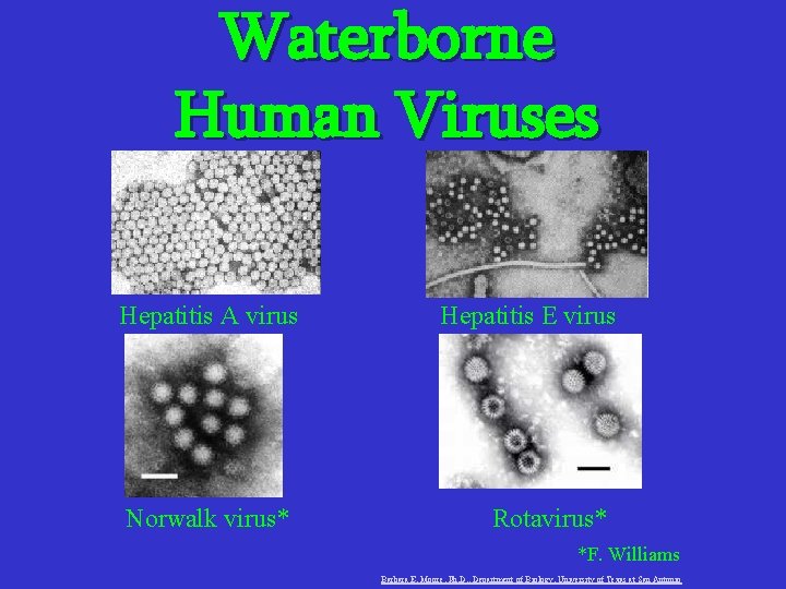 Waterborne Human Viruses Hepatitis A virus Norwalk virus* Hepatitis E virus Rotavirus* *F. Williams