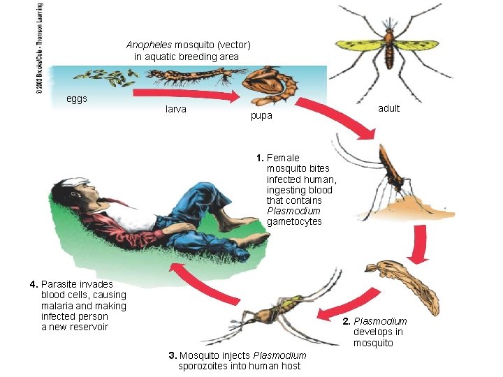 Anopheles mosquito (vector) in aquatic breeding area eggs larva pupa adult 1. Female mosquito