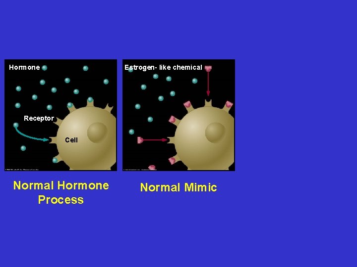 Hormone Estrogen- like chemical Antiandrogen chemical Receptor Cell Normal Hormone Process Normal Mimic Hormone