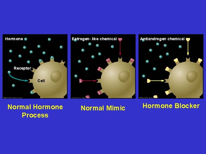 Hormone Estrogen- like chemical Antiandrogen chemical Receptor Cell Normal Hormone Process Normal Mimic Hormone