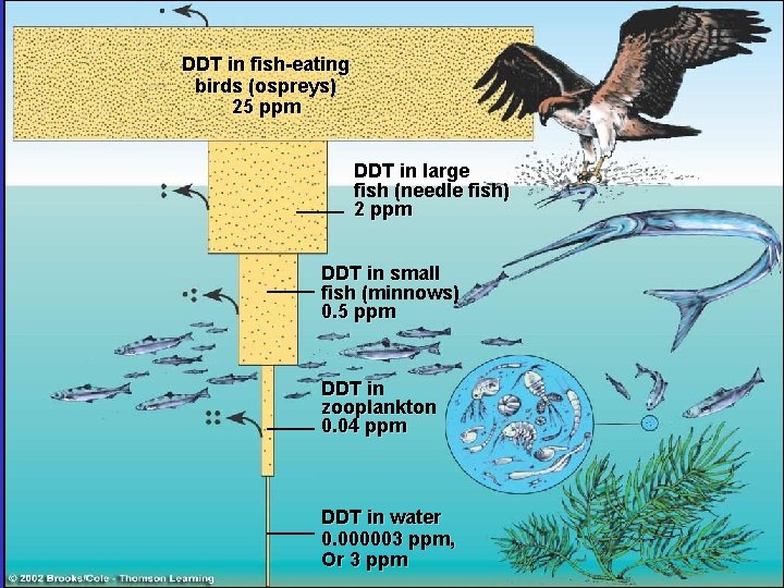 DDT in fish-eating birds (ospreys) 25 ppm DDT in large fish (needle fish) 2