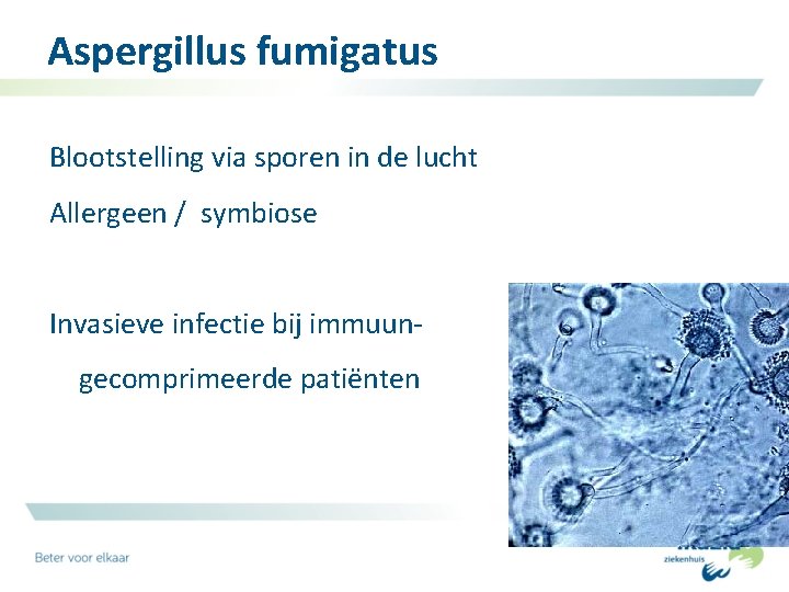 Aspergillus fumigatus Blootstelling via sporen in de lucht Allergeen / symbiose Invasieve infectie bij