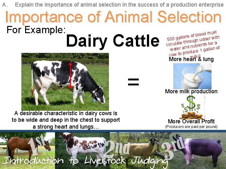 A. Explain the importance of animal selection in the success of a production enterprise