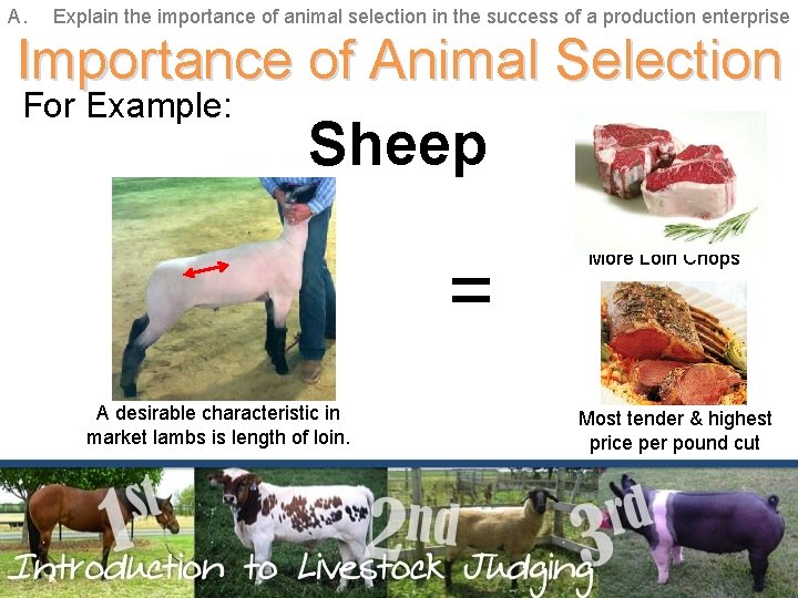 A. Explain the importance of animal selection in the success of a production enterprise