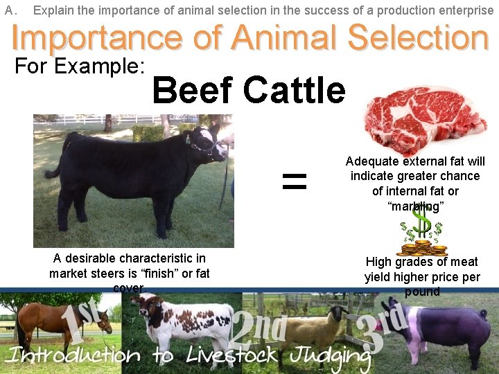 A. Explain the importance of animal selection in the success of a production enterprise