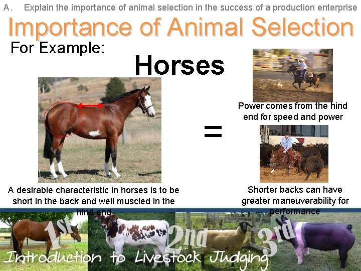 A. Explain the importance of animal selection in the success of a production enterprise