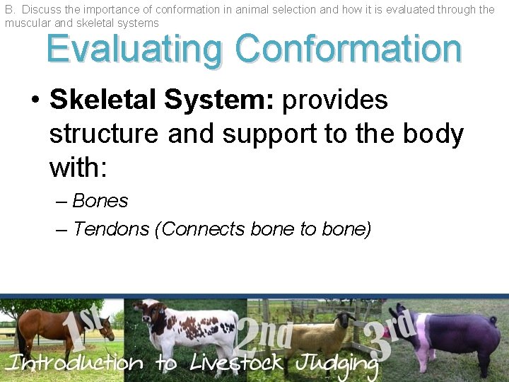 B. Discuss the importance of conformation in animal selection and how it is evaluated