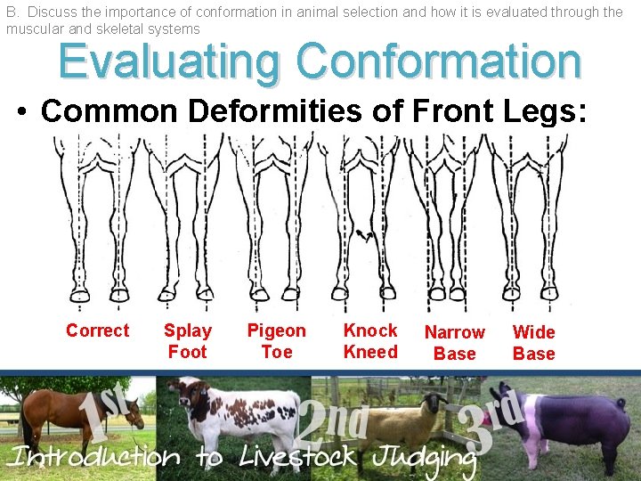 B. Discuss the importance of conformation in animal selection and how it is evaluated