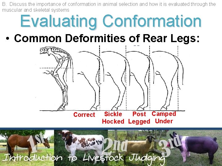 B. Discuss the importance of conformation in animal selection and how it is evaluated