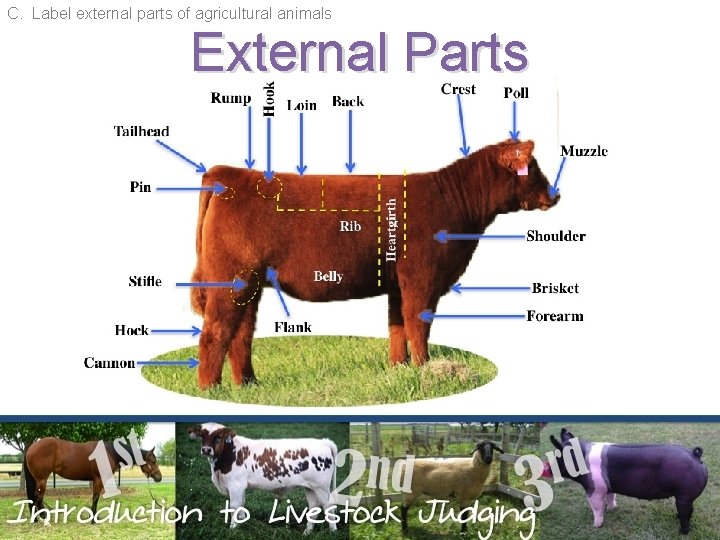 C. Label external parts of agricultural animals External Parts 