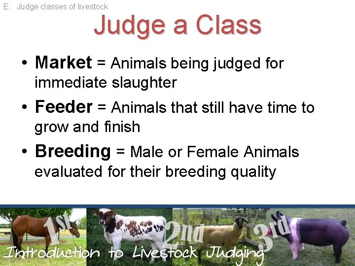 E. Judge classes of livestock Judge a Class • Market = Animals being judged