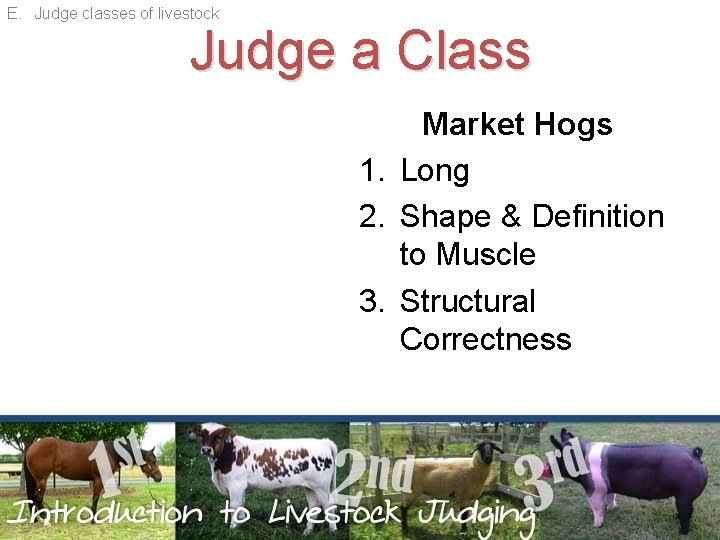 E. Judge classes of livestock Judge a Class Market Hogs 1. Long 2. Shape