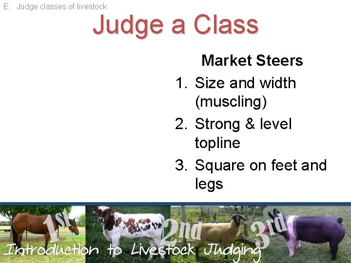 E. Judge classes of livestock Judge a Class Market Steers 1. Size and width