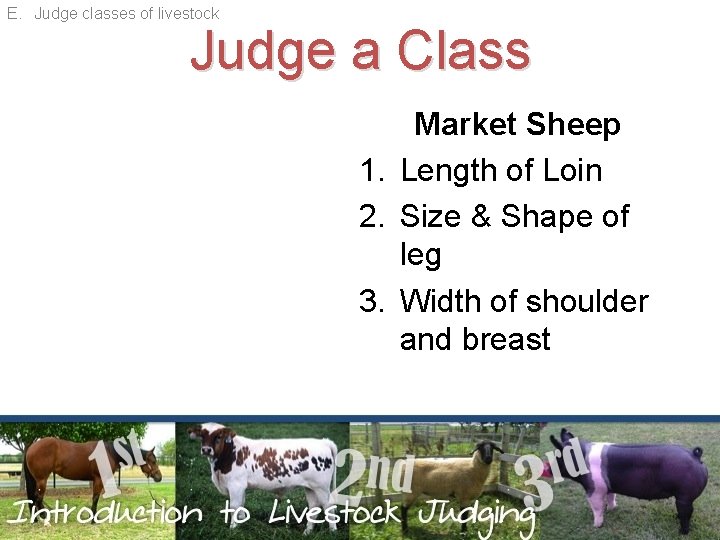 E. Judge classes of livestock Judge a Class Market Sheep 1. Length of Loin