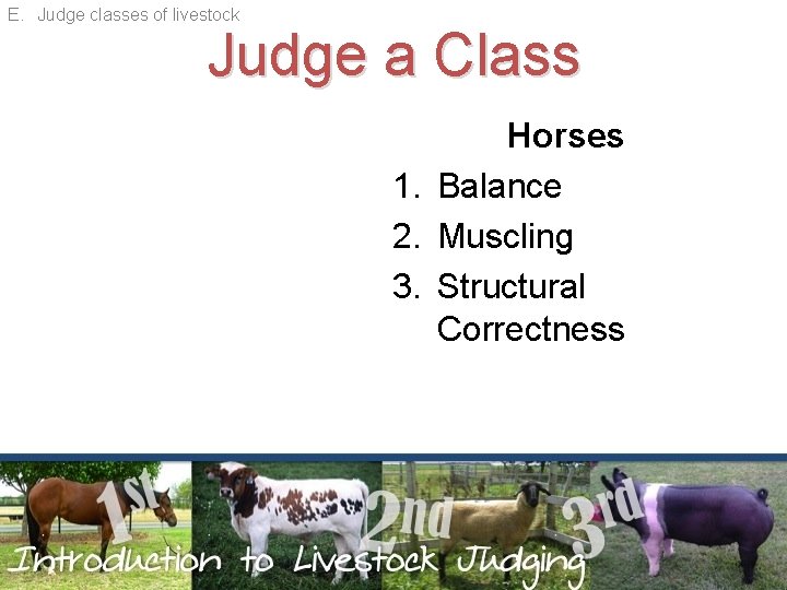 E. Judge classes of livestock Judge a Class Horses 1. Balance 2. Muscling 3.