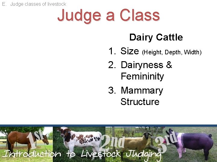 E. Judge classes of livestock Judge a Class Dairy Cattle 1. Size (Height, Depth,