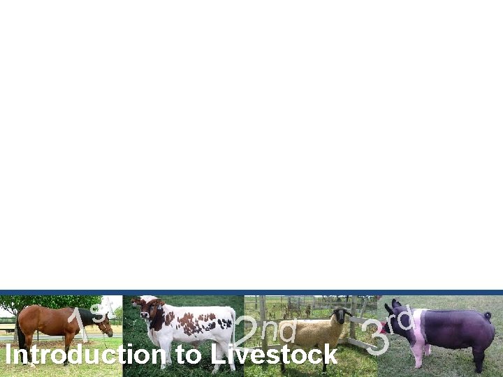 st 1 Introduction to Livestock 3 n 2 d rd 