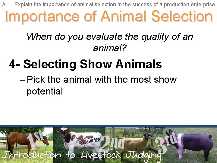 A. Explain the importance of animal selection in the success of a production enterprise