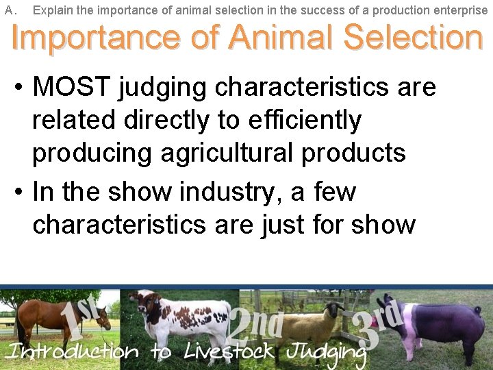 A. Explain the importance of animal selection in the success of a production enterprise