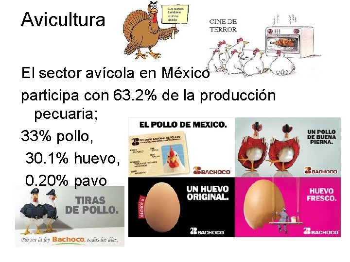 Avicultura El sector avícola en México participa con 63. 2% de la producción pecuaria; Avicultura El sector avícola en México participa con 63. 2% de la producción pecuaria;