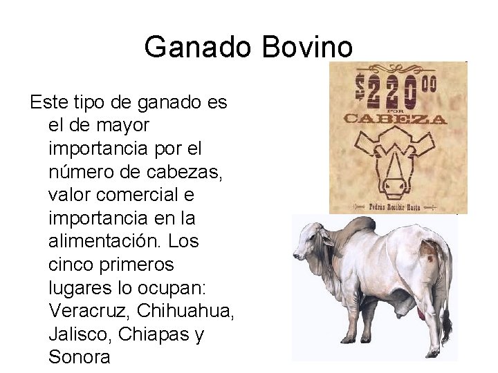 Ganado Bovino Este tipo de ganado es el de mayor importancia por el número Ganado Bovino Este tipo de ganado es el de mayor importancia por el número