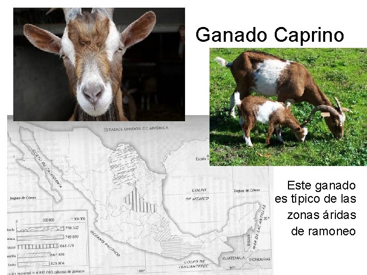 Ganado Caprino Este ganado es típico de las zonas áridas de ramoneo Ganado Caprino Este ganado es típico de las zonas áridas de ramoneo