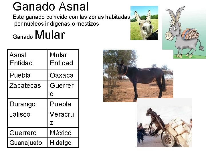 Ganado Asnal Este ganado coincide con las zonas habitadas por núcleos indígenas o mestizos