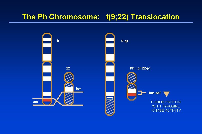 The Ph Chromosome: t(9; 22) Translocation 9 9 q+ 22 Ph ( or 22