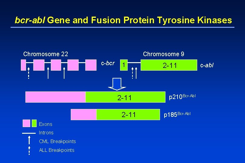 bcr-abl Gene and Fusion Protein Tyrosine Kinases Chromosome 22 Chromosome 9 c-bcr 1 2