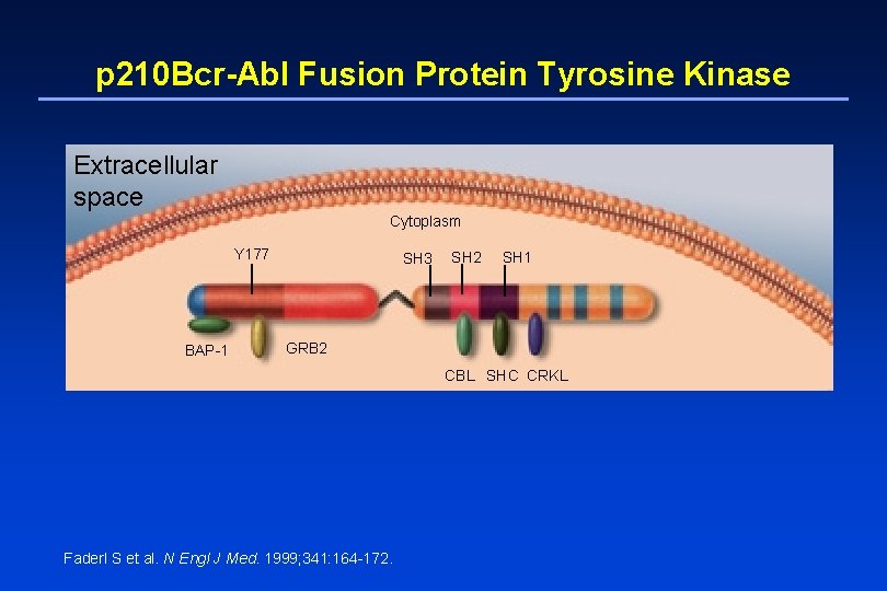 p 210 Bcr-Abl Fusion Protein Tyrosine Kinase Extracellular space Cytoplasm Y 177 BAP-1 SH