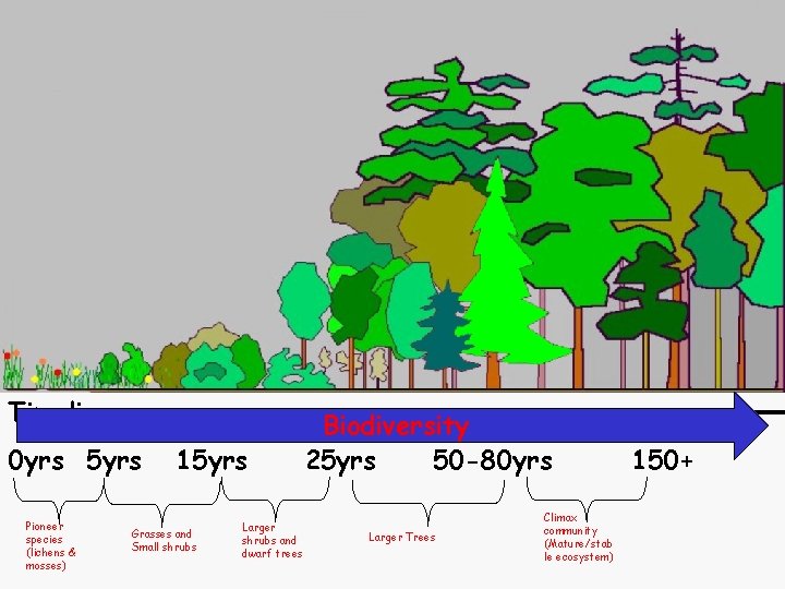 Timeline 0 yrs 5 yrs Pioneer species (lichens & mosses) 15 yrs Grasses and