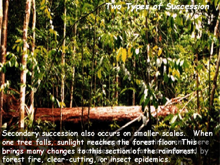 Two Types of Succession Secondary succession also occurs on smaller scales. When Secondary successiona