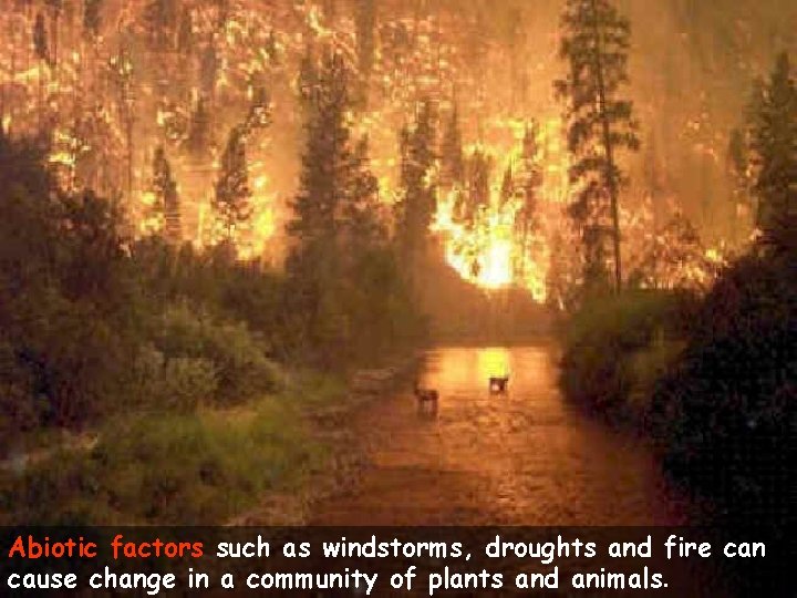 Abiotic factors such as windstorms, droughts and fire can cause change in a community