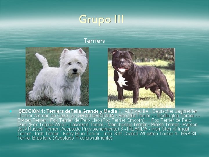 Grupo III Terriers § SECCIÓN 1: Terriers de. Talla Grande y Media 1. -