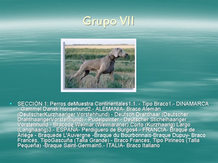 Grupo VII § SECCIÓN 1: Perros de. Muestra Continentales 1. 1. - Tipo Braco